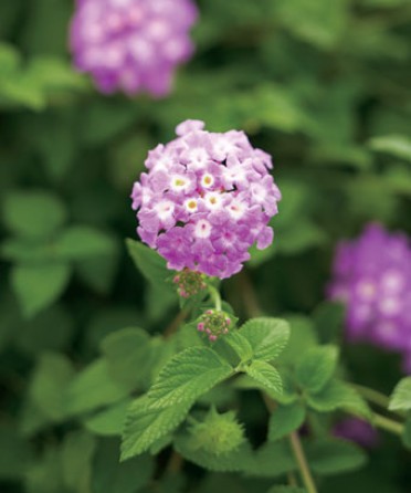 Lantana 'Luscious Grape'