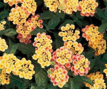 Lantana 'Luscious Tropical Fruit'