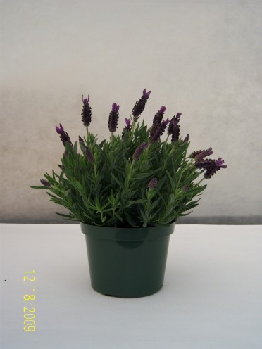 Lavandula 'Lavender Spanish Eyes'