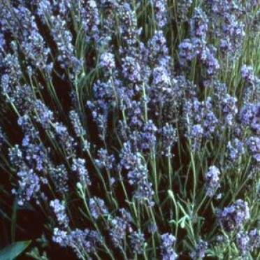 Lavandula angustifolia 'Lavender Lady'