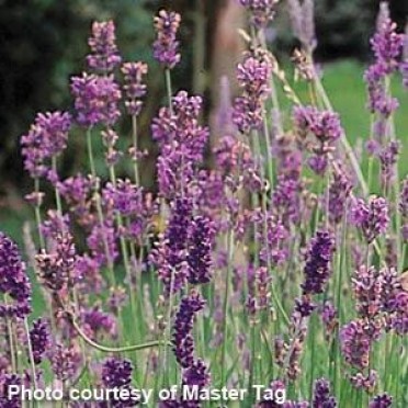 Lavandula angustifolia 'Lavender Munstead'