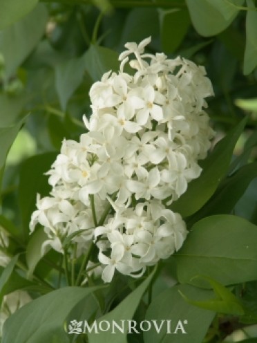 Lilac 'Angel White'