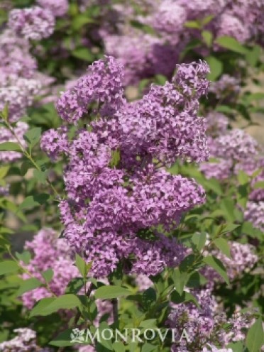 Lilac 'Chinese'