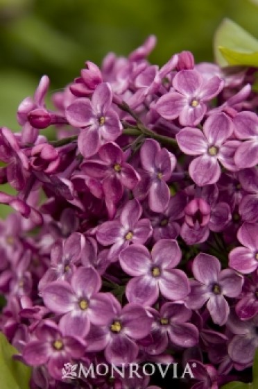 Lilac 'Declaration'