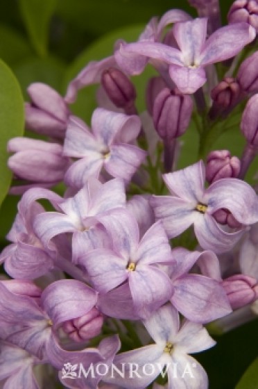 Lilac 'Lavender Lady'