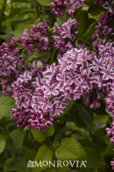 Lilac 'Sensation'