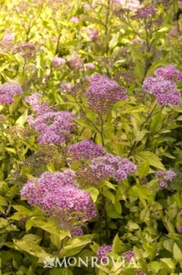 Limemound® Spirea