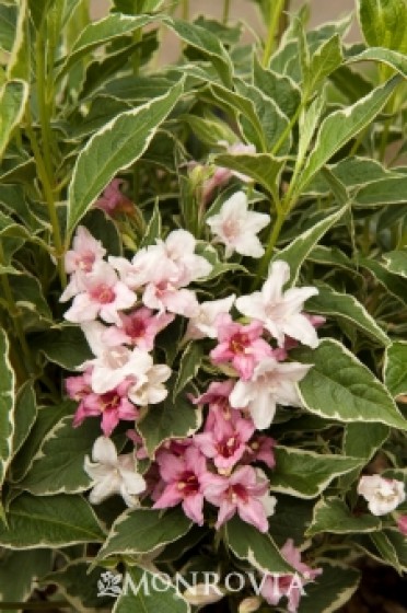 Magical® Fantasy Weigela