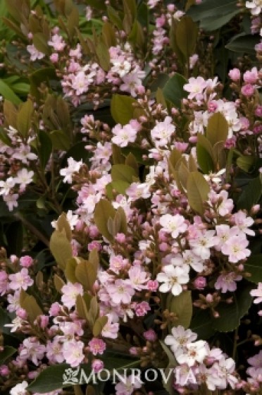 Majestic Beauty® Indian Hawthorn