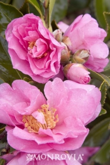 Marge Miller Camellia