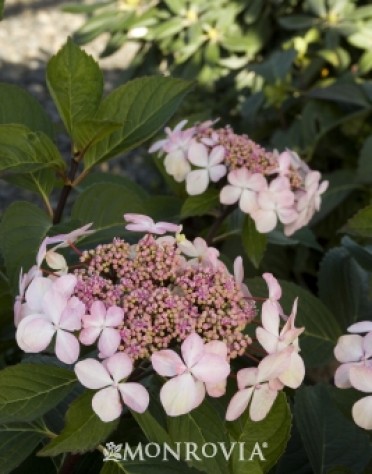 Midnight Duchess® Hydrangea