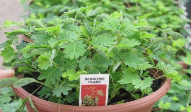 Mimosa pudica 'Sensitive Plant'