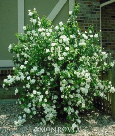 Mock Orange