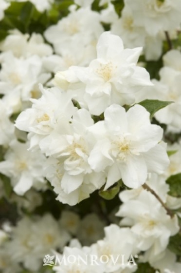 Mock Orange 'Natchez'