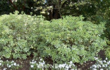 Mock Orange Variegated Japanese 