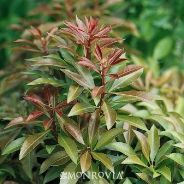 Mountain Fire Lily Of The Valley