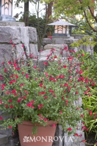 Navajo(TM) Bright Red Autumn Sage