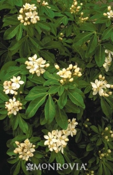 Orange Blossom Mexican 