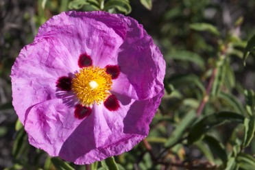 Orchid Rockrose (Cistus)