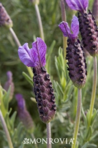 Otto Quast Spanish Lavender