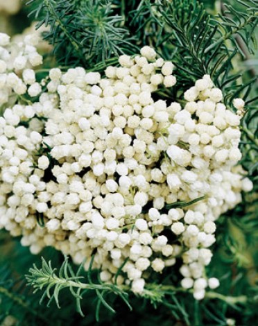 Ozothamnus 'White'