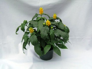 Pachystachys lutea 'Golden Shrimp Plant'