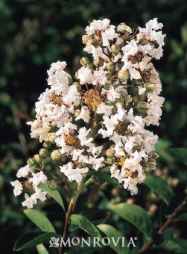 Petite Snow(TM) Crape Myrtle