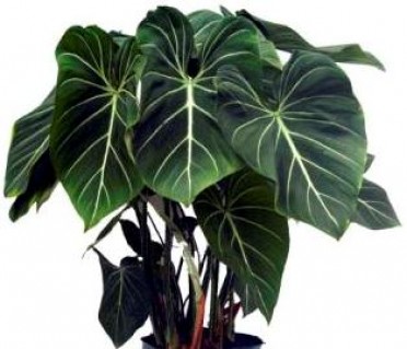 Philodendron 'Gloriosum'