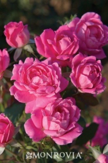 Pink Double Knock Out(R) Rose