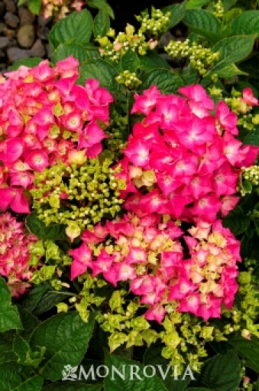 Pink Elf® French Hydrangea