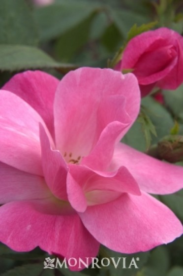 Pink Knock Out® Rose