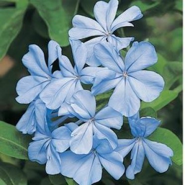 Plumbago auriculata 'Escapade Blue'