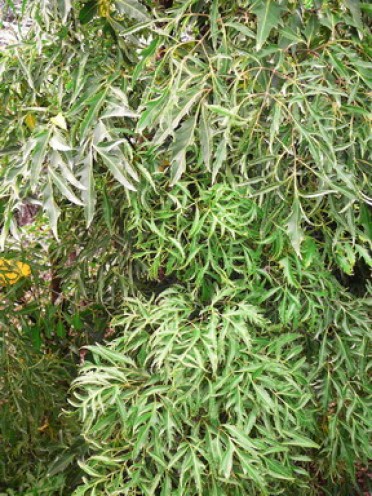 Polyscias fruticosa 'Aralia Ming'