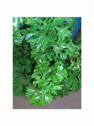 Polyscias fruticosa 'Aralia Parsley Ming' 