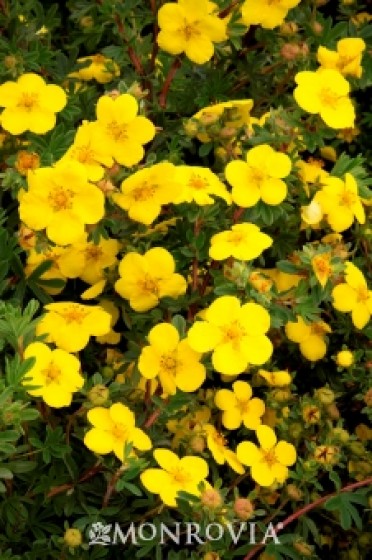 Potentilla 'Gold Star'