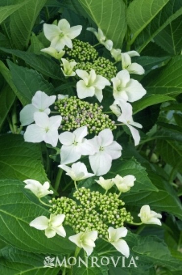 Princess Lace® Hydrangea