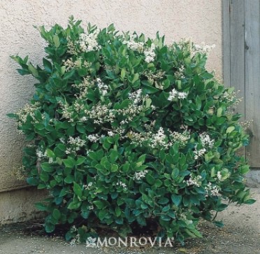 Privet 'Suwannee River'