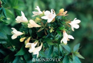 Prostrate White Abelia