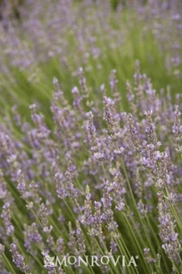 Provence French Lavender