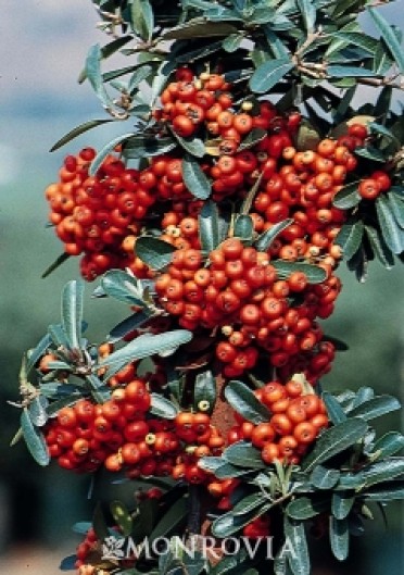 Pyracantha 'Mohave'