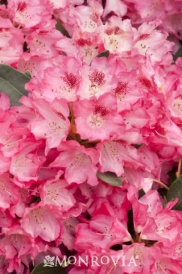 Rhododendron 'Anna Rose Whitney'