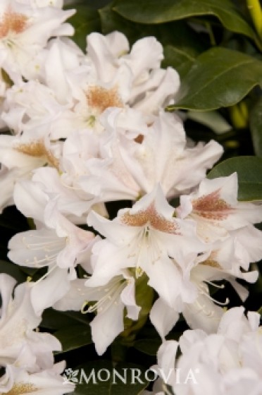 Rhododendron 'Cunningham's White'