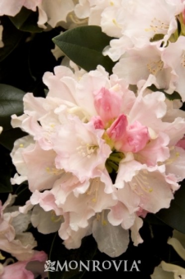 Rhododendron 'Dreamland'