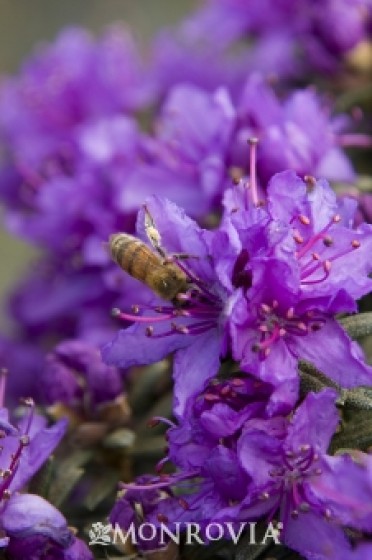 Rhododendron 'Dwarf Purple'