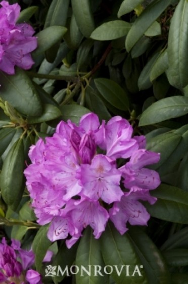 Rhododendron 'English Roseum'