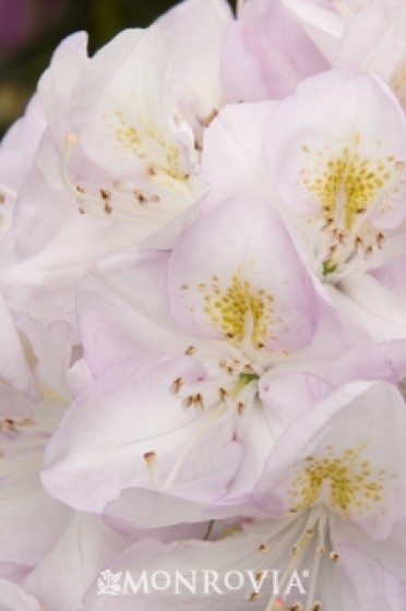 Rhododendron 'Gomer Waterer'