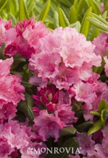 Rhododendron 'Haaga'