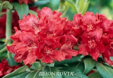 Rhododendron 'Henry's Red'