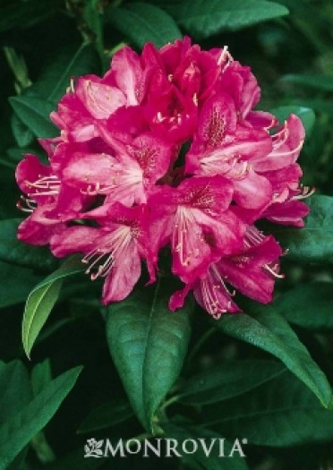 Rhododendron 'Ignatius Sargent'