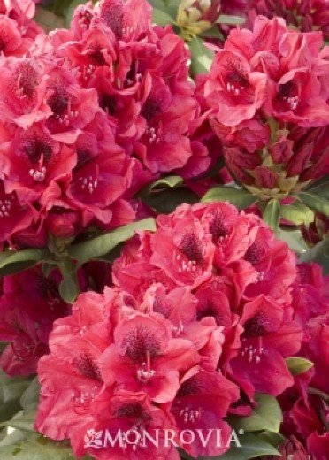 Rhododendron 'Lord Roberts'